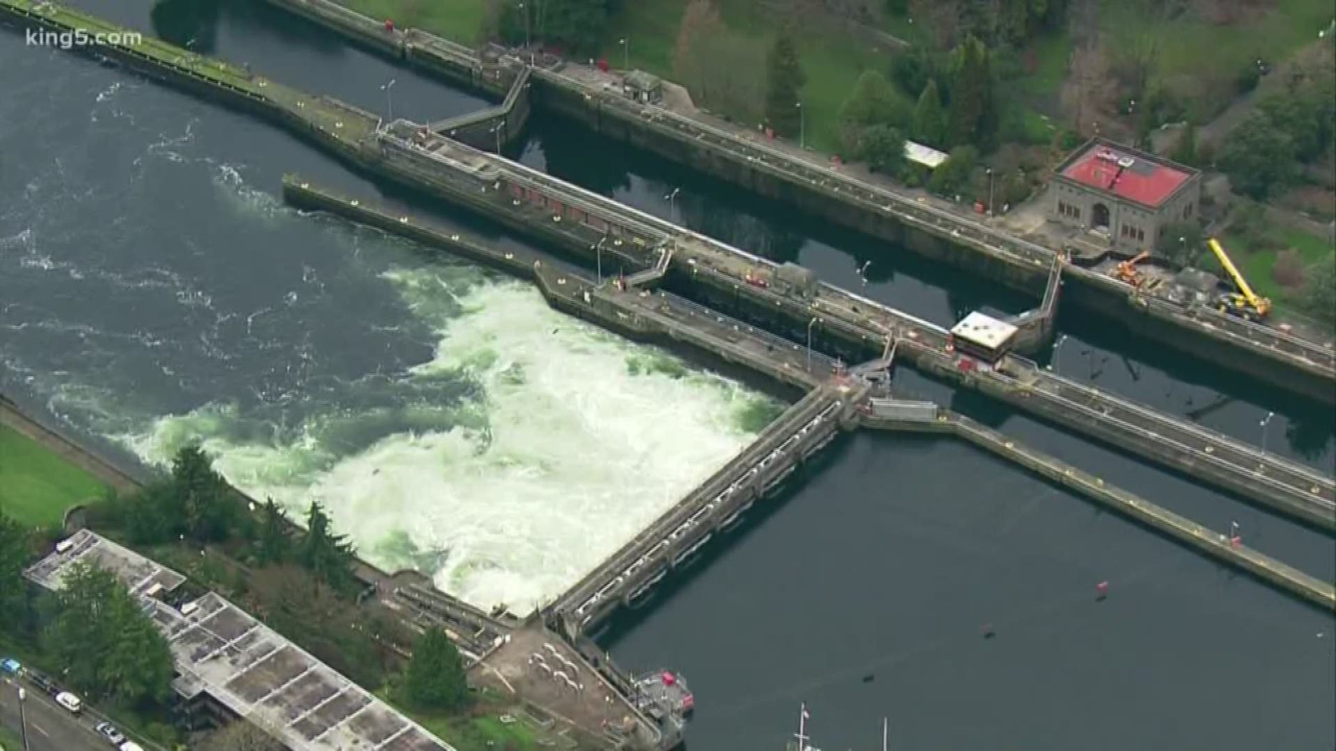 The US army corps of engineers confirmed the Ballard Locks had the highest water flow on record, which dates back 74 years.