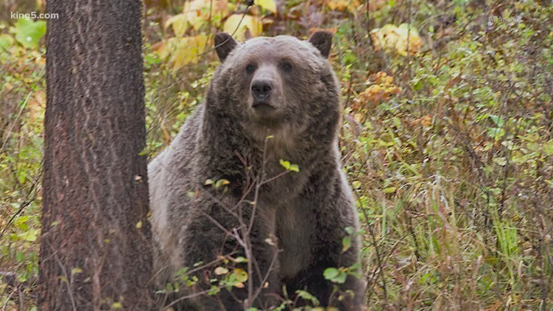 A lawsuit was filed after the Trump administration failed to release public records on the termination of a program to restore grizzly bears to the North Cascades.