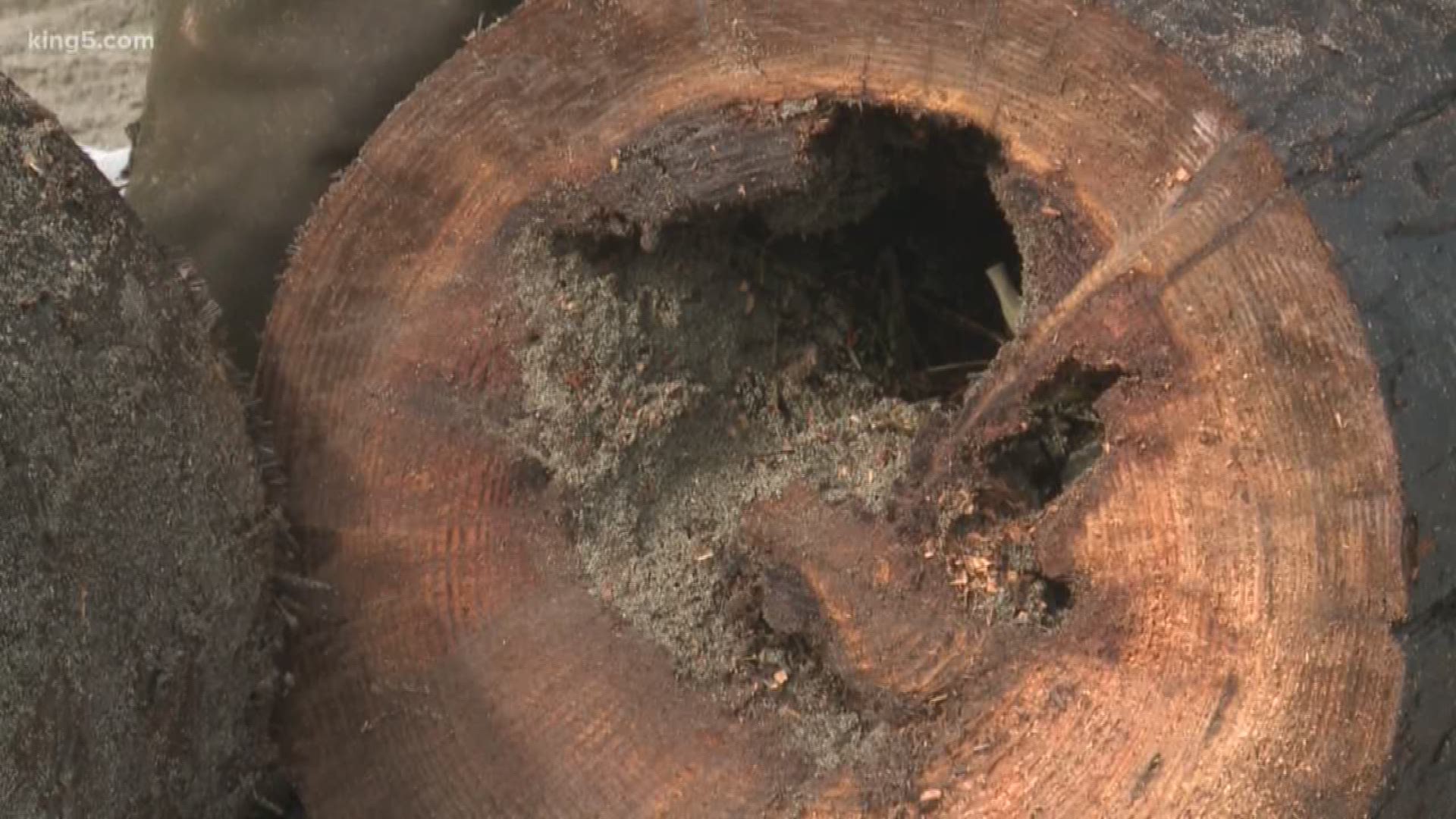 The department of natural resources is asking state lawmakers for more money to speed up the removal of highly-toxic wood in Puget Sound. KING 5 Environmental Reporter Alison Morrow shows us why Public Lands Commissioner Hilary Franz says, the work is taking too long.