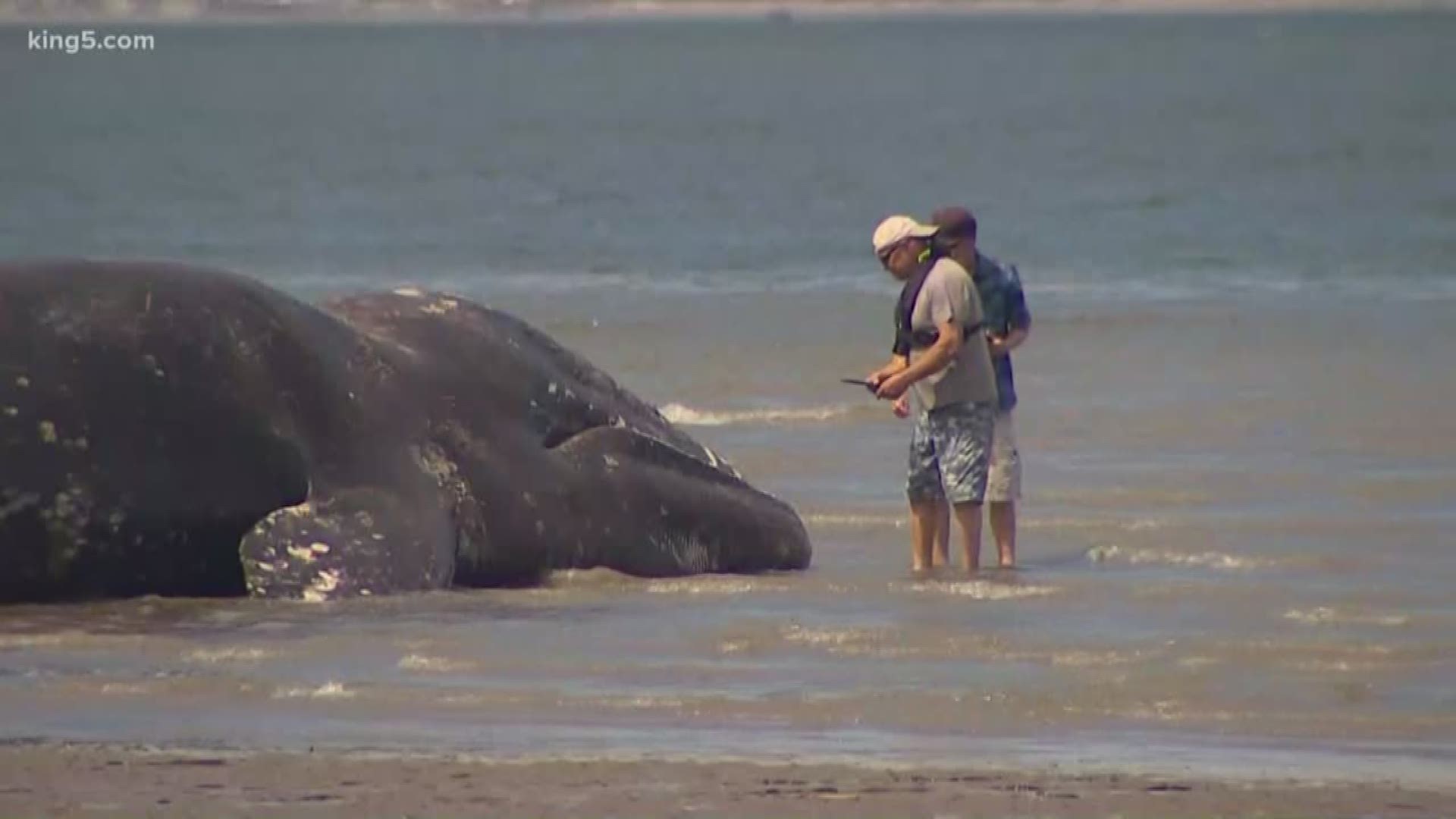 Right now, wildlife experts are investigating after a gray whale was found dead in Everett. It washed ashore this weekend near Harborview Park, the 13th whaled found dead on Washington's coast already this year. KING 5's Michael Crowe reports.