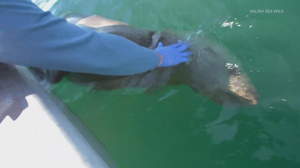Sea lion rescued near San Juan Islands