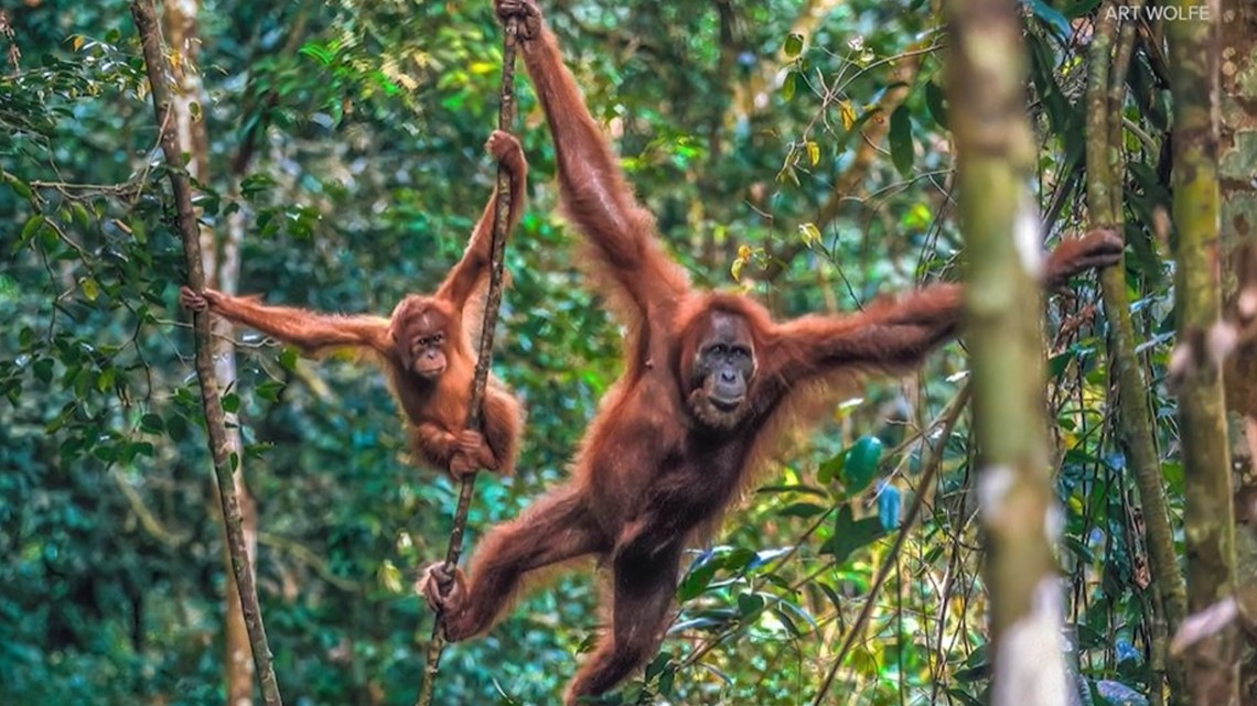 Art Wolfe's Wild Lives captures images from around the world