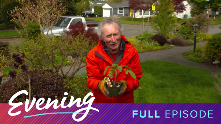 Growing tomatoes with Ciscoe Morris and cooking vegan pasta for two with chef Makini Howell | Full Episode - KING 5 Evening