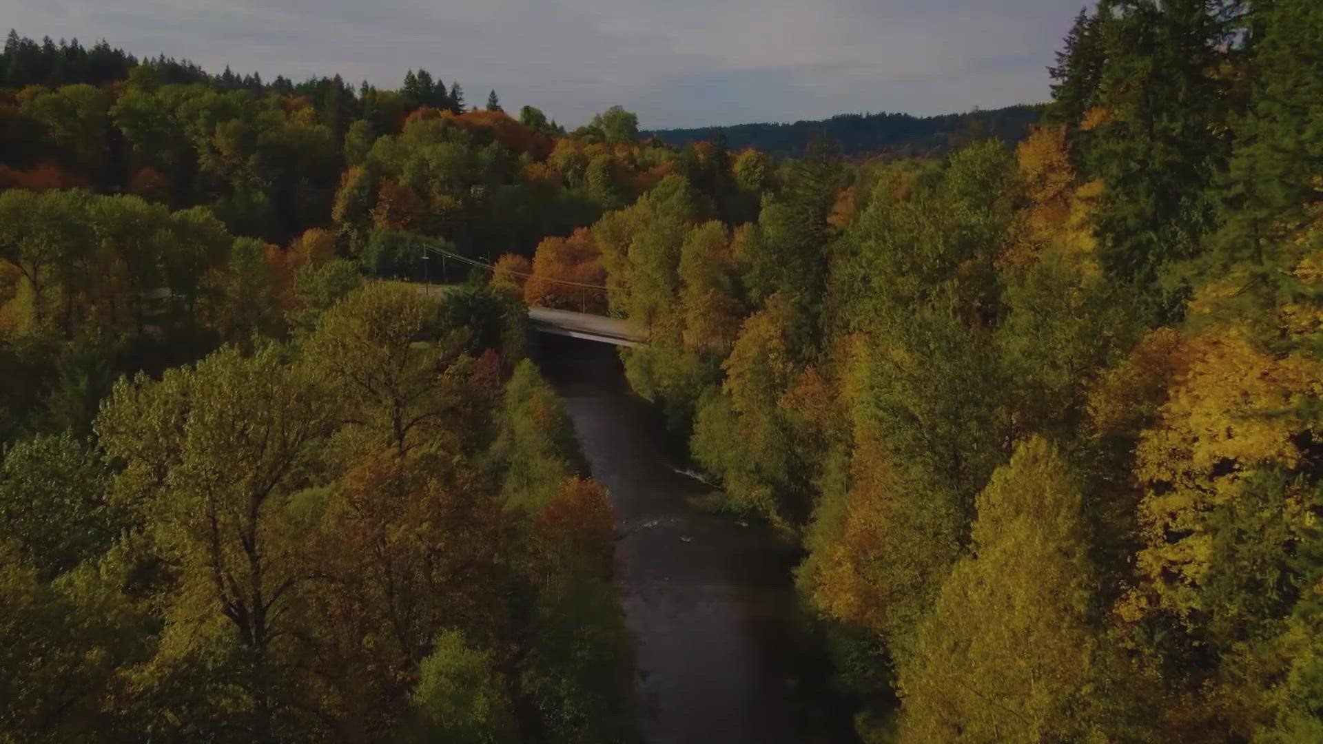Drone footage of fall foliage over the Cedar River near East Renton, Wash. from October 2021.