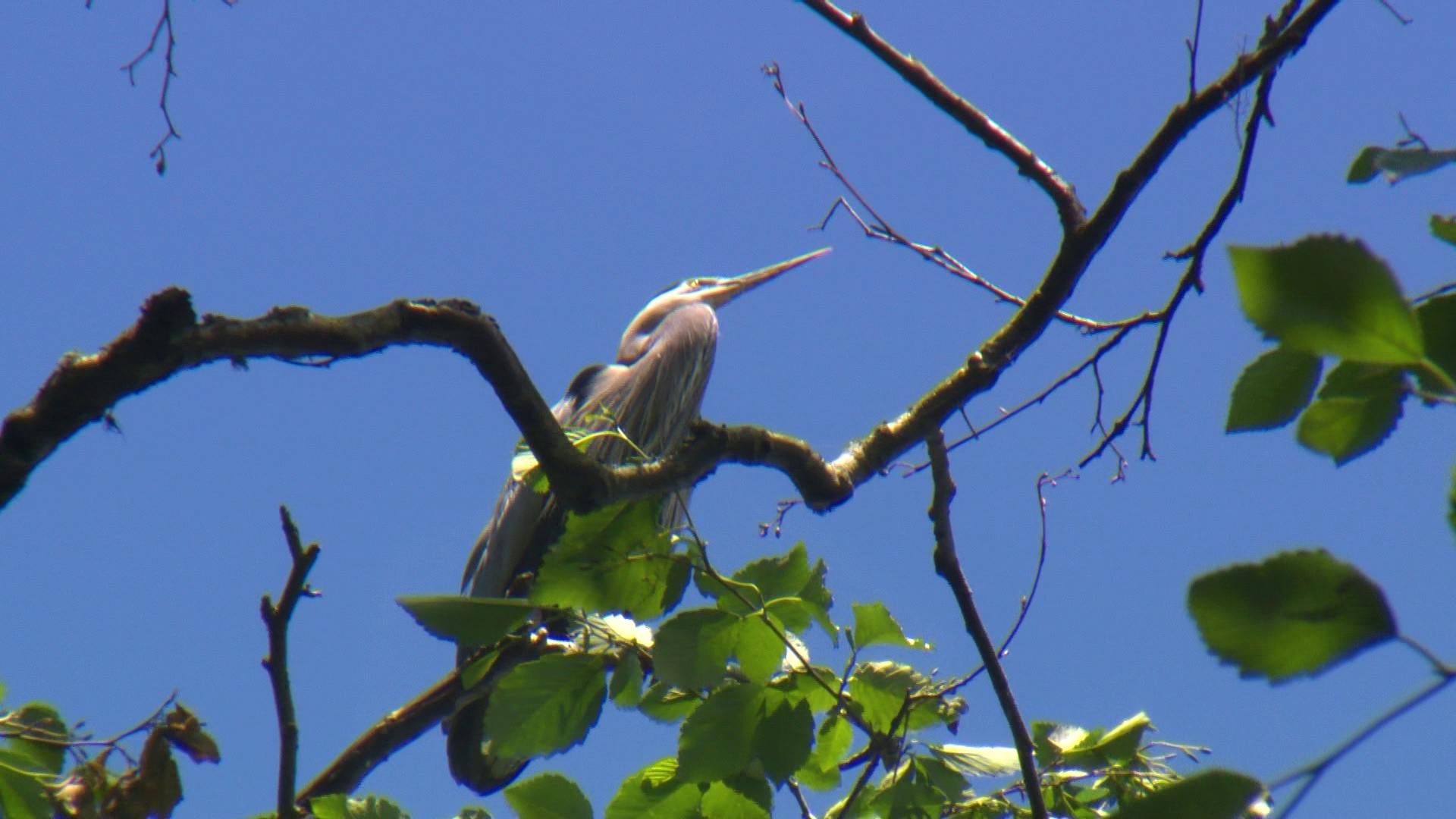It's the time of year where Blue Herons can be spotted nesting around the city, like the ones we found in Commodore Park. #k5evening