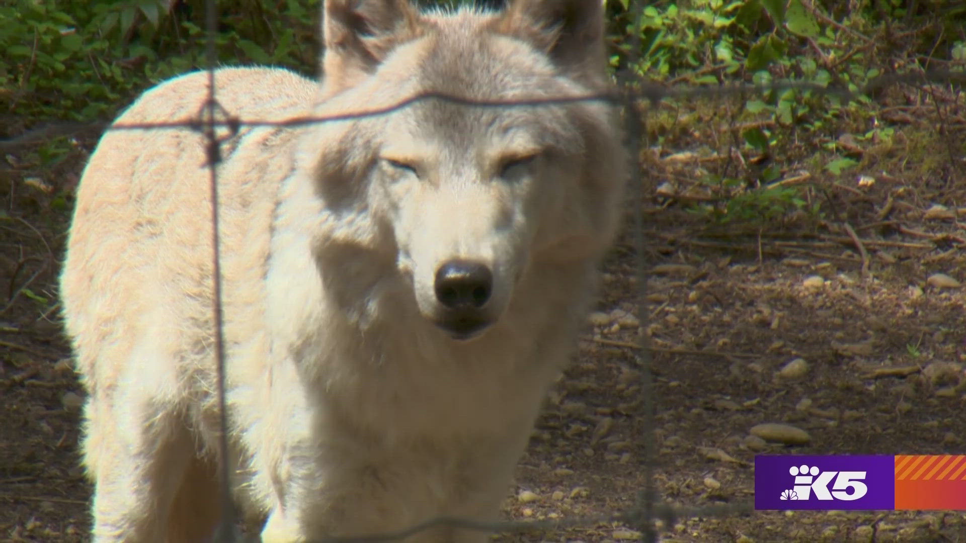 Roam saves near-wolves and educates humans about them and their wild wolf cousins. #k5evening