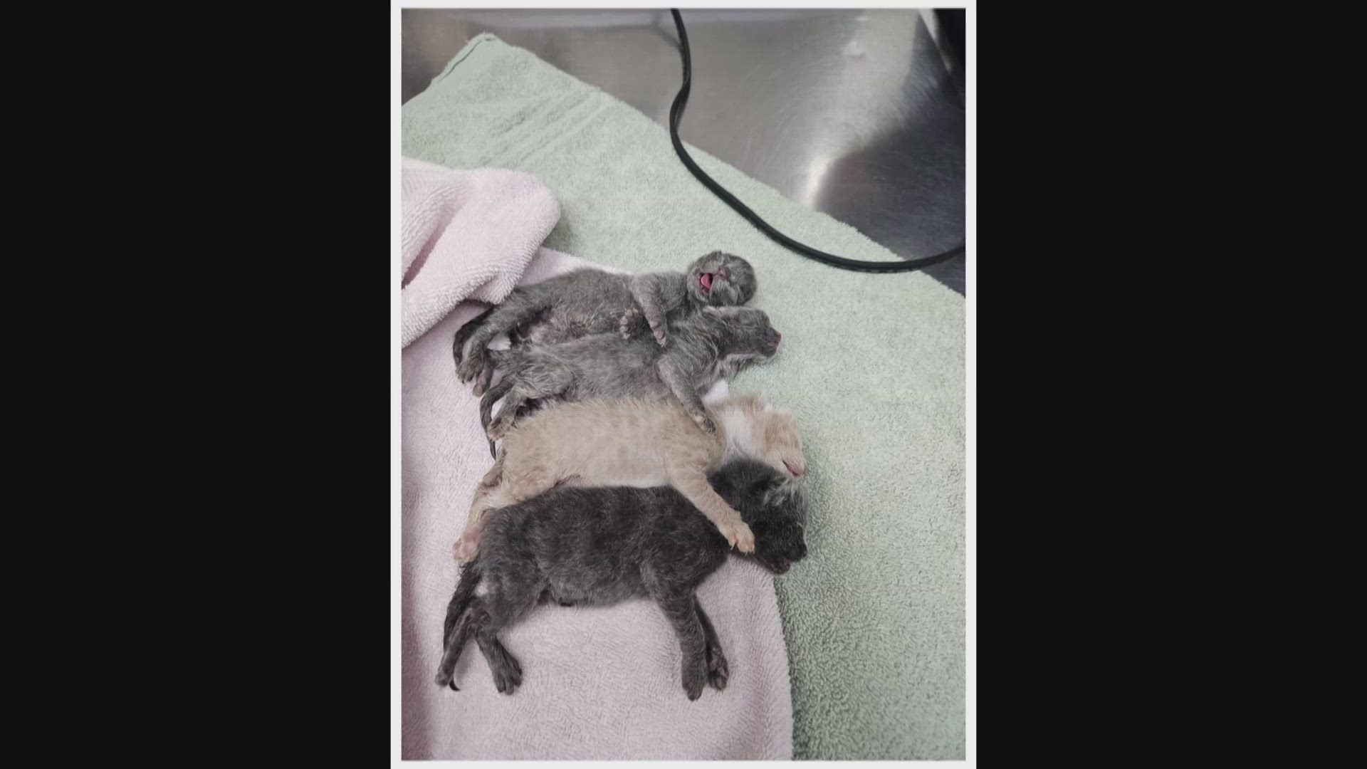 Despite the veterinarian team's best efforts, one kitten did not make it. The four surviving kittens will require a lot of time to get healthy enough for adoption.