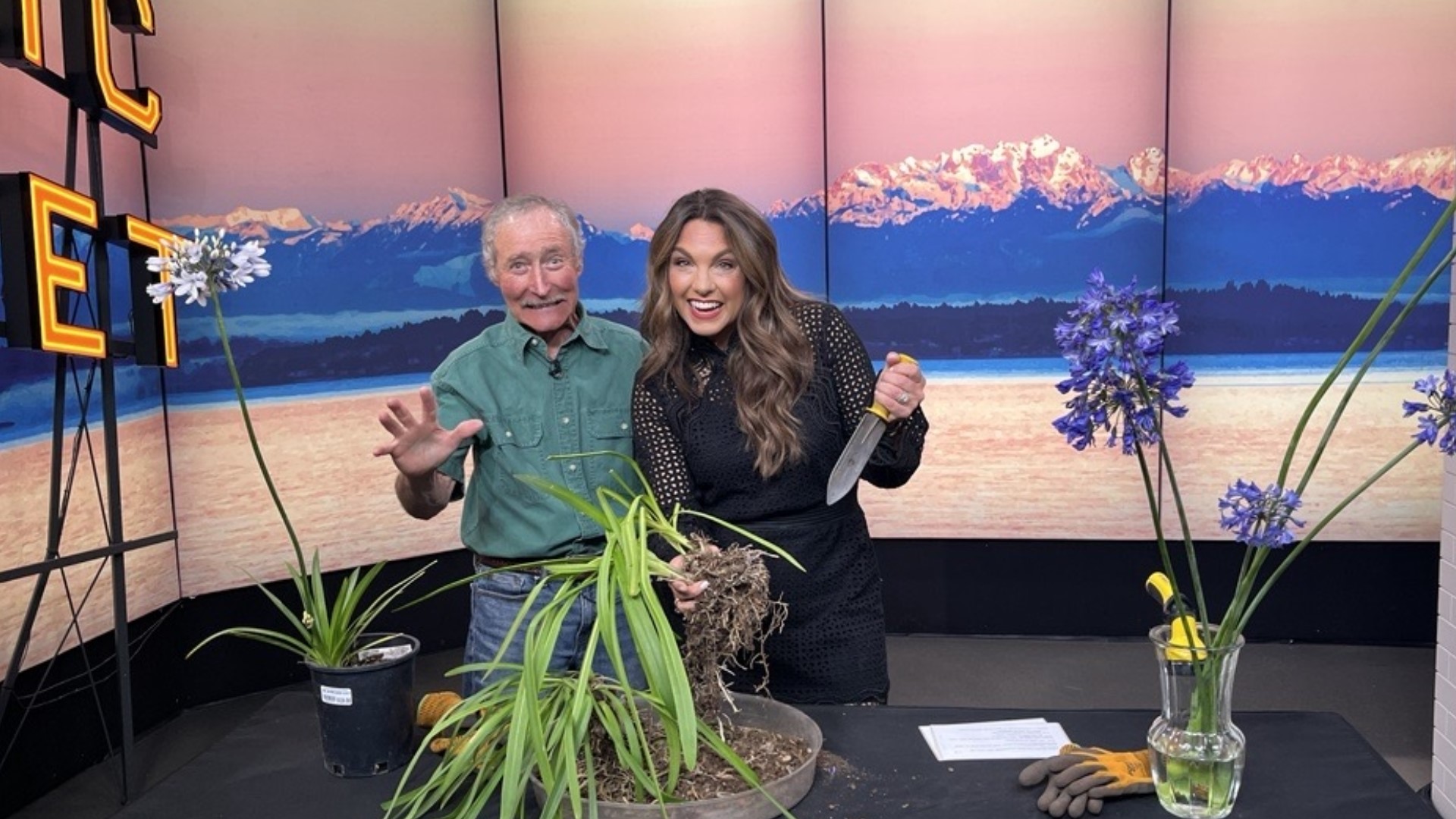 Master Gardener Ciscoe Morris says wait to cut back in late winter and divide in the spring.