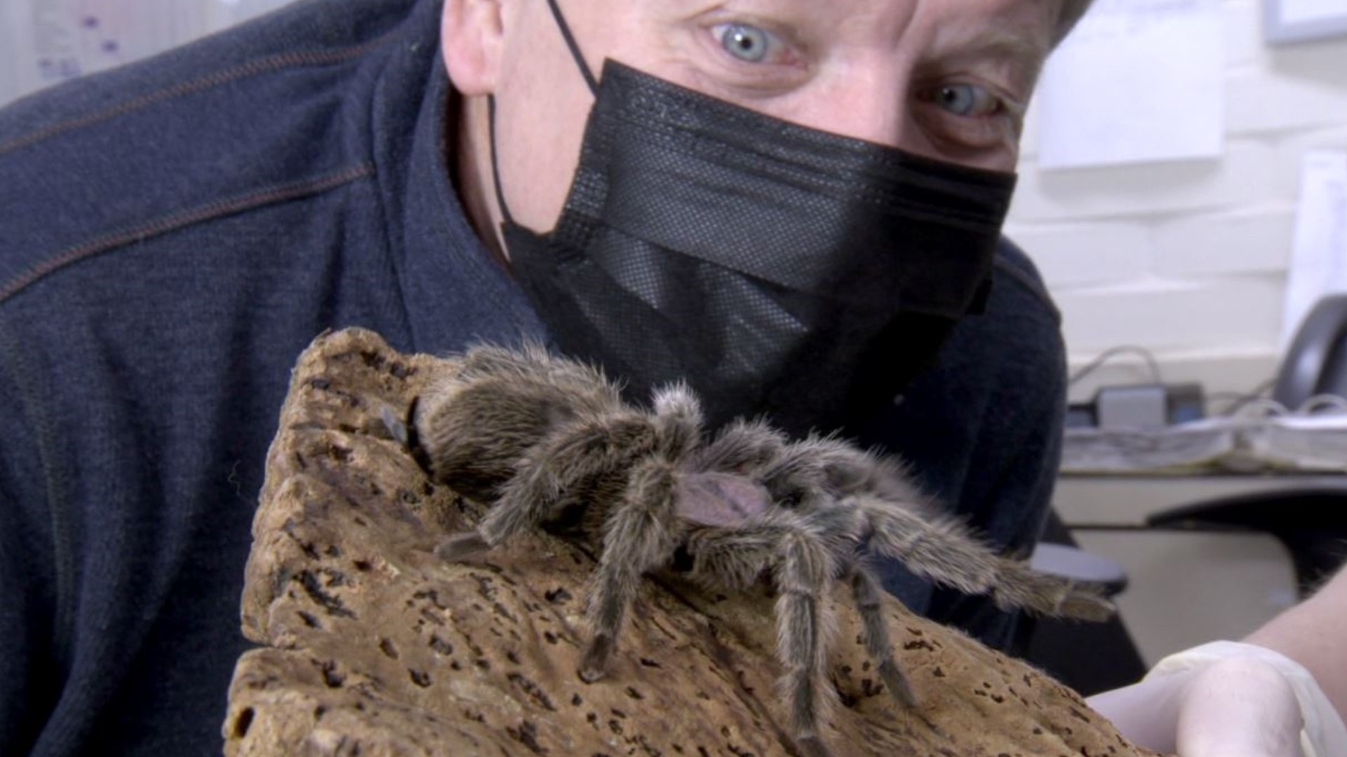 Woodland Park Zoo's spiders, bats and leeches set the record straight. #k5evening