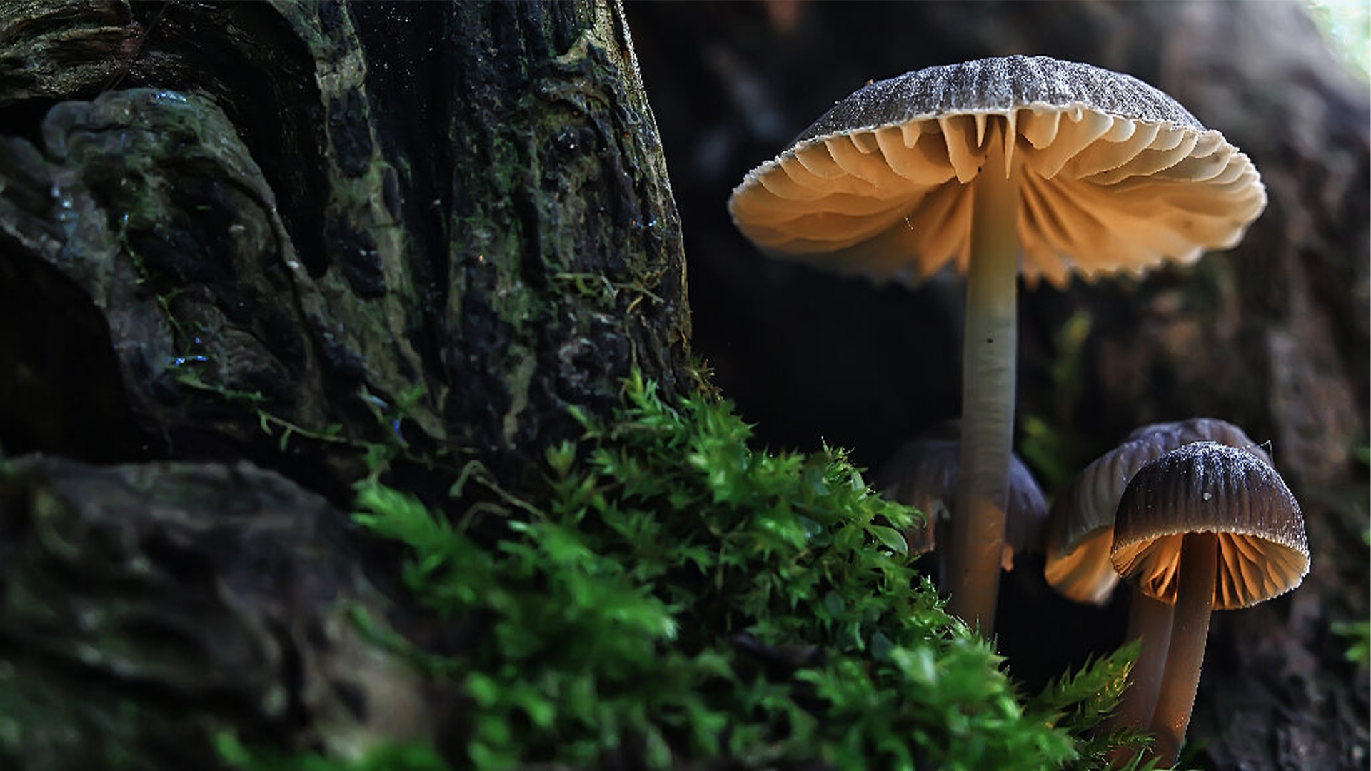 Mushroom lovers will be able to get foraging tips, learn new recipes and more as the annual show returns to Shoreline Community College