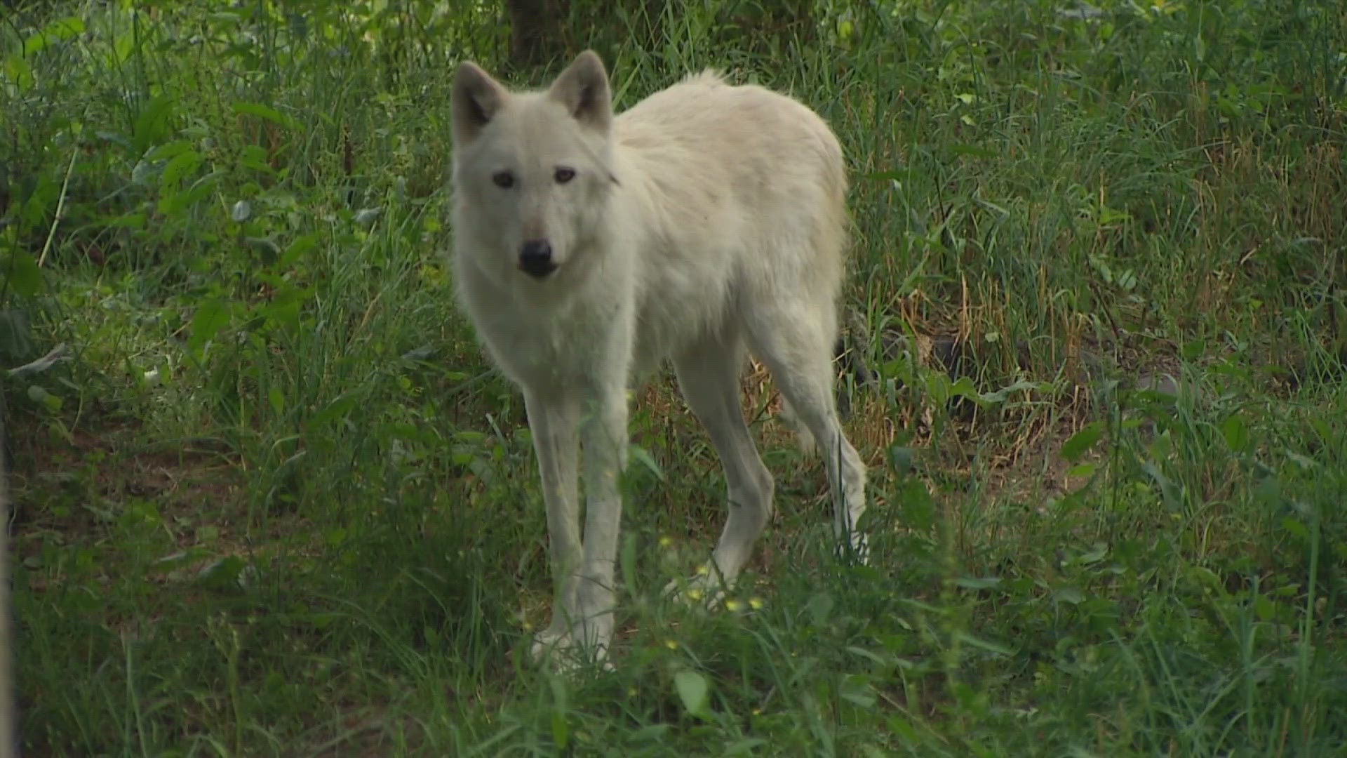 Shila was a 14-year-old gray wolf who is believed to have been the first to receive an artificial pacemaker.