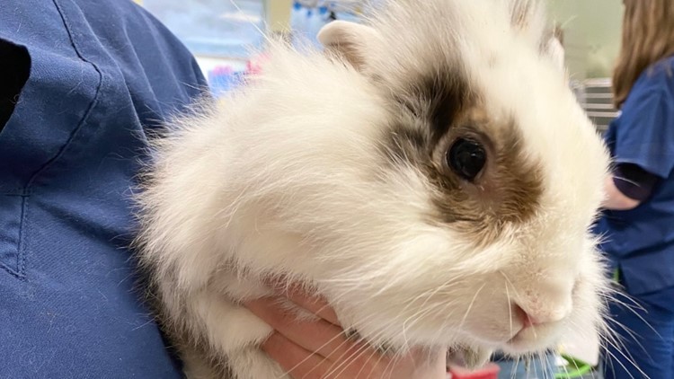 Confiscated rabbits now up for adoption in Pierce County