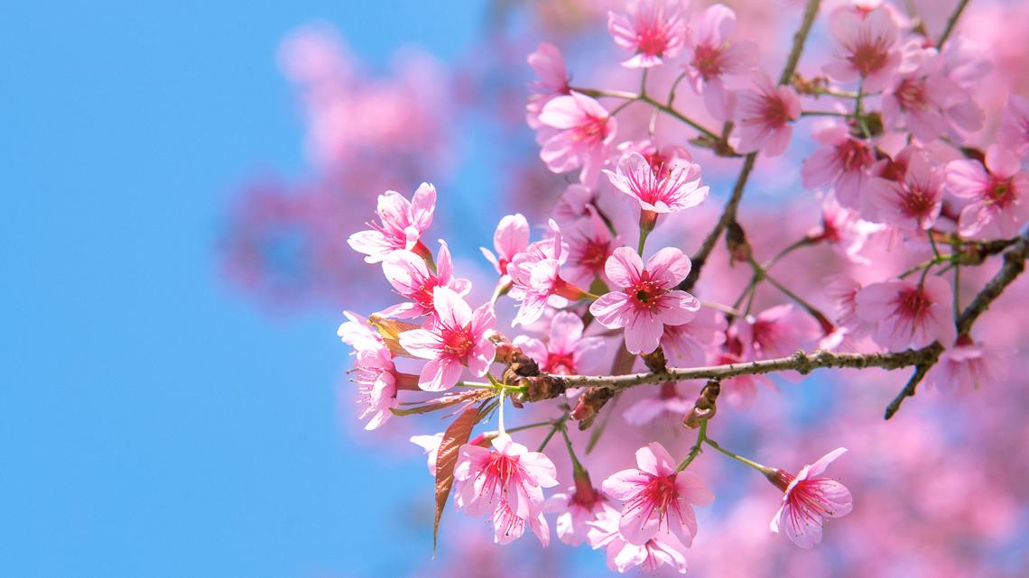 Seattle’s Cherry Blossom Festival guide Parking, peak bloom