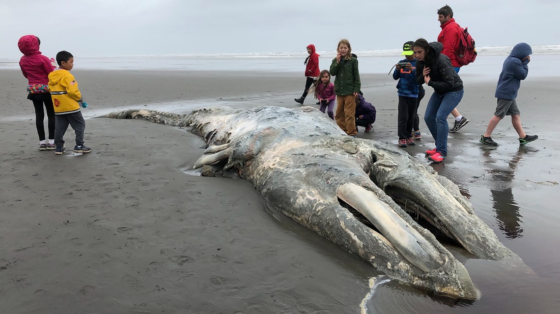 Gray whale population off western US down 38% since 2016 - Vimarsana News
