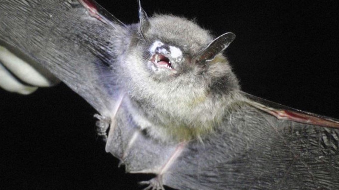 Highly contagious and lethal bat disease found near Cle Elum - KING5.com thumbnail