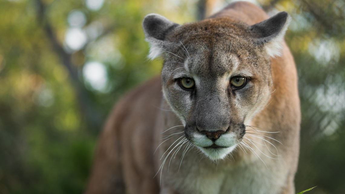 What To Do If You See A Cougar In The Wild