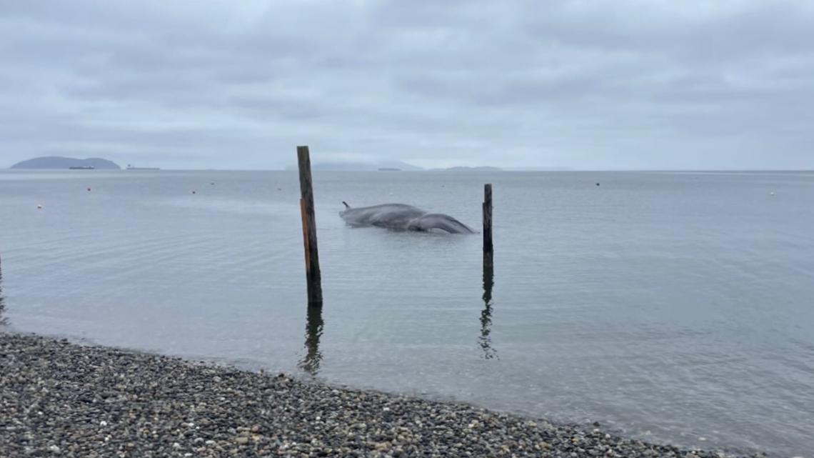 The species is the second largest animal on Earth, behind only blue whales.