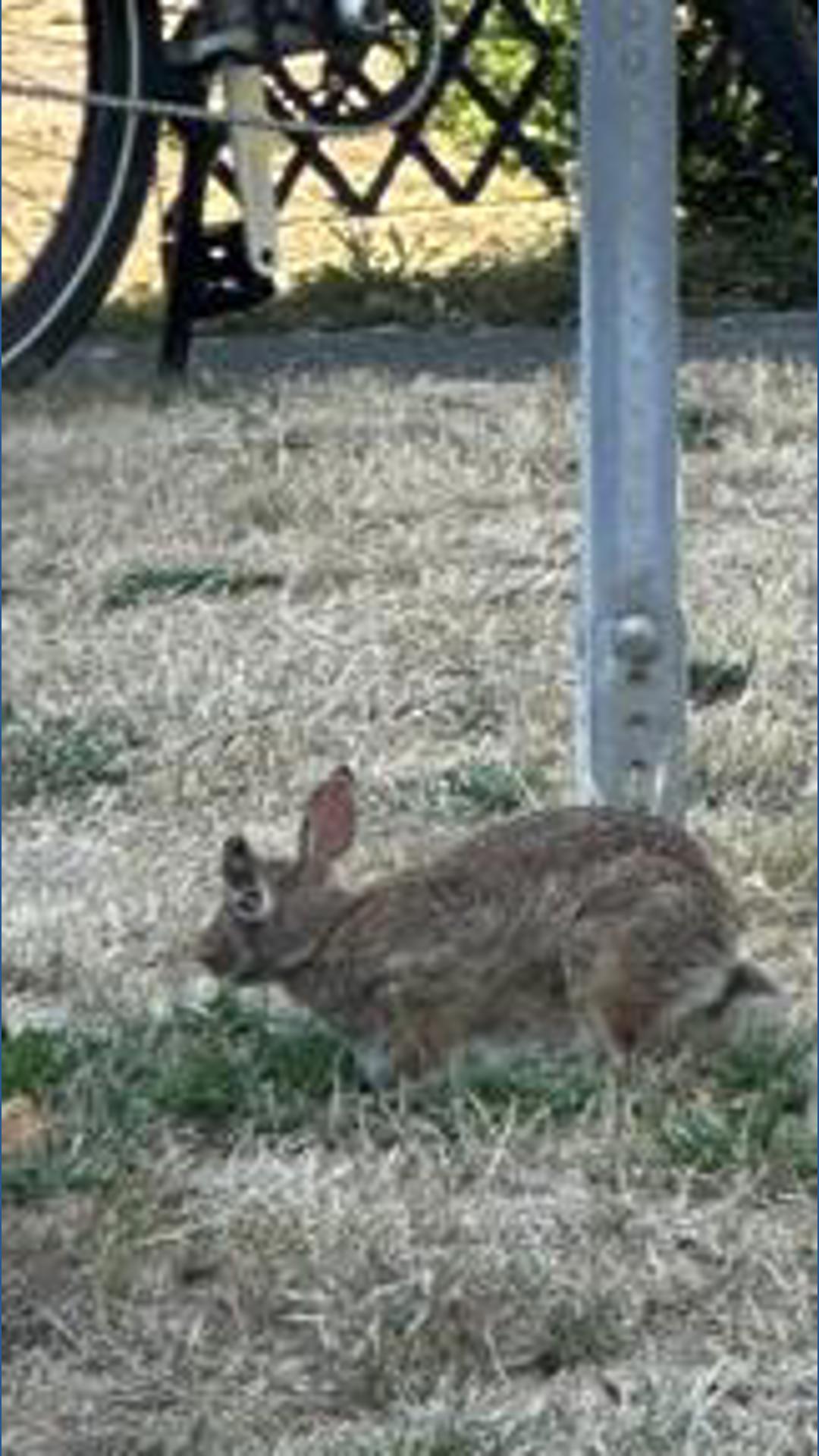 Shope Virus Rabbit Spotted in Seattle | king5.com