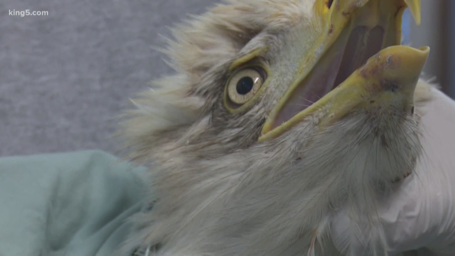 Sarvey Wildlife Center in Arlington takes care of injured and orphaned wildlife.