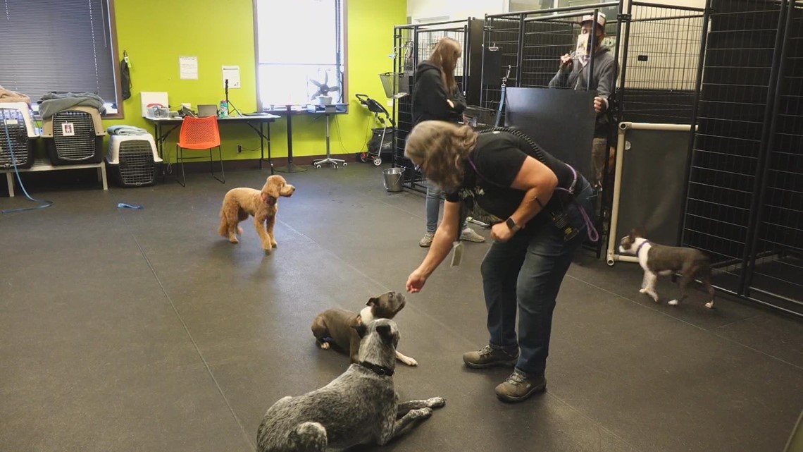 Redmond animal rescue’s building being torn down, leaving them with no place to go