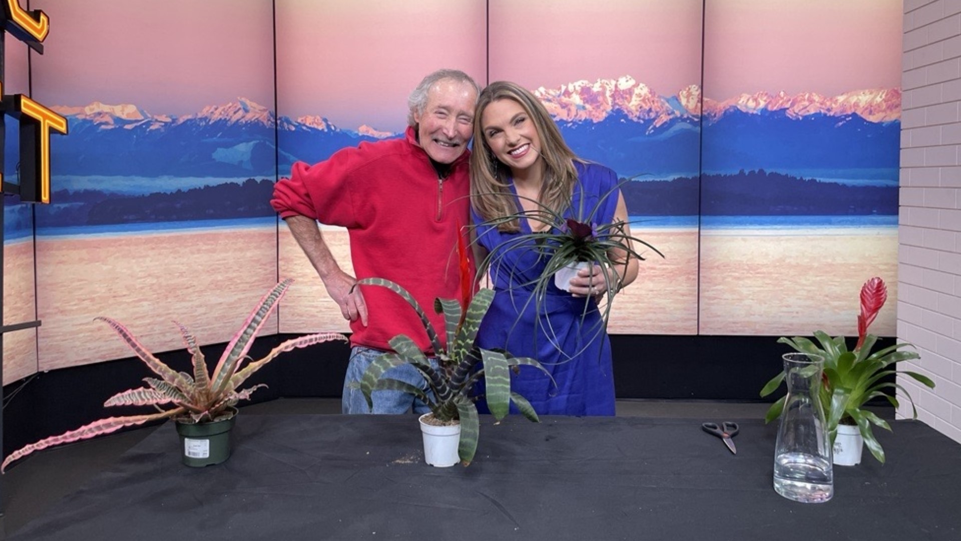 Master gardener Ciscoe Morris says the bromeliad makes a wonderful holiday gift. #newdaynw
