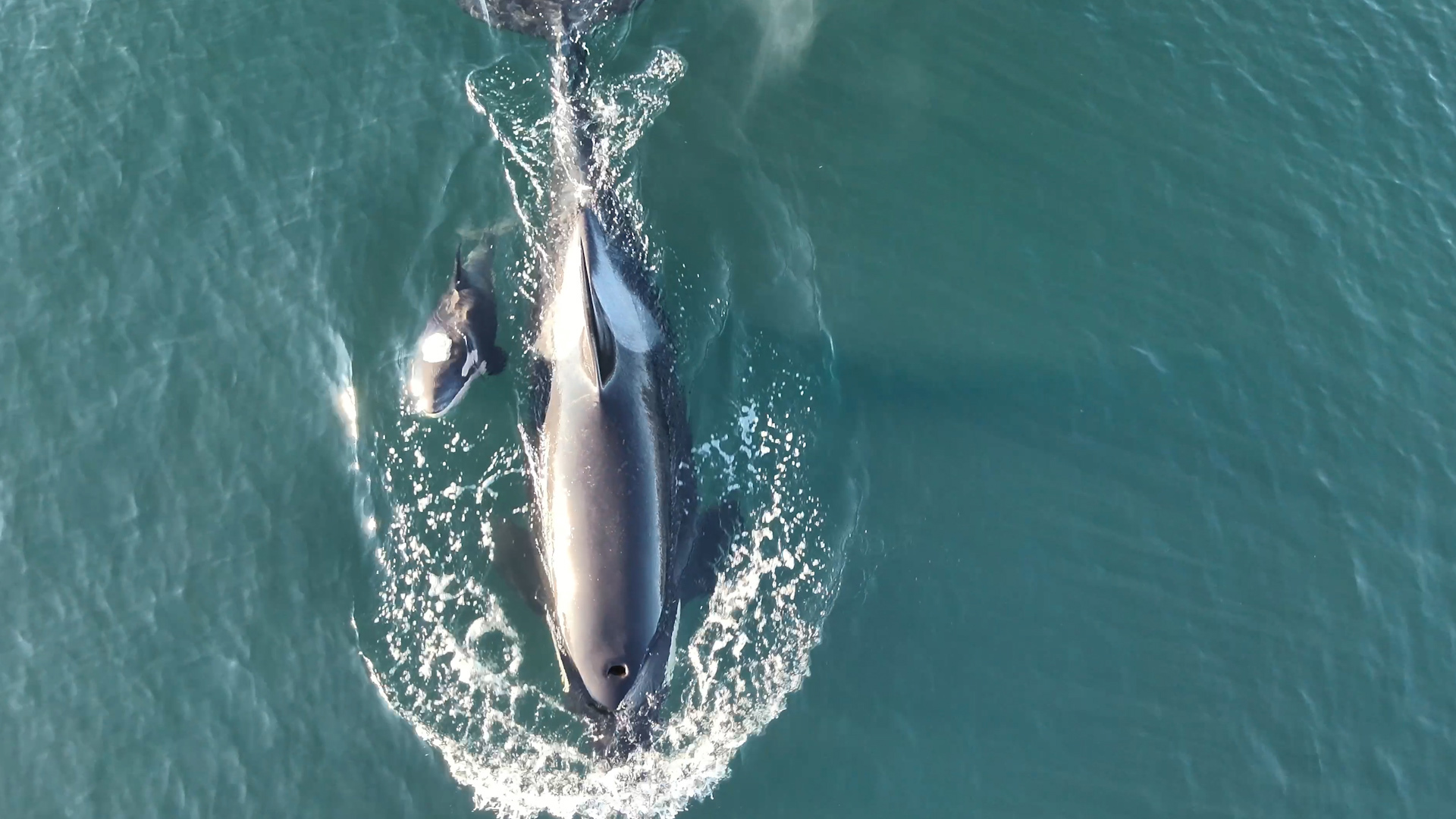 The newest calf, L128, brings the size of L Pod up to 35 whales