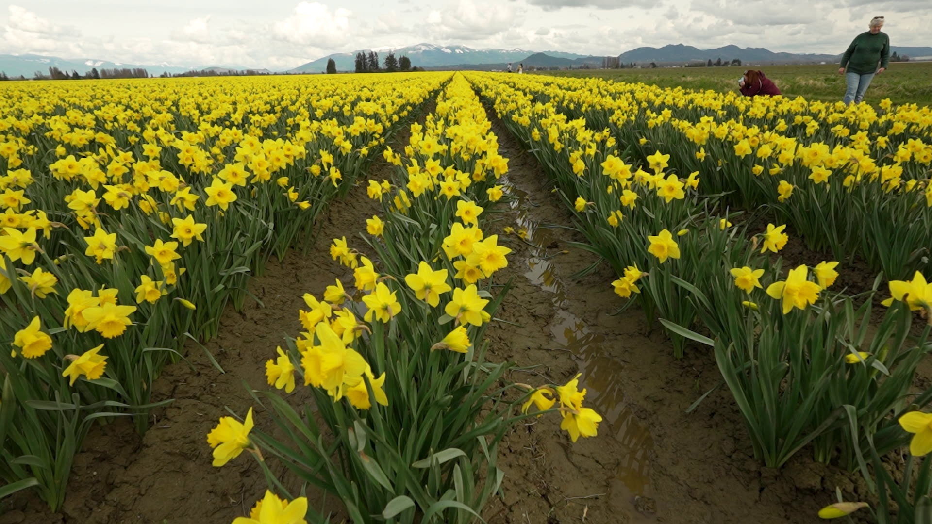 There's a big splash of yellow welcoming spring up north. #k5evening