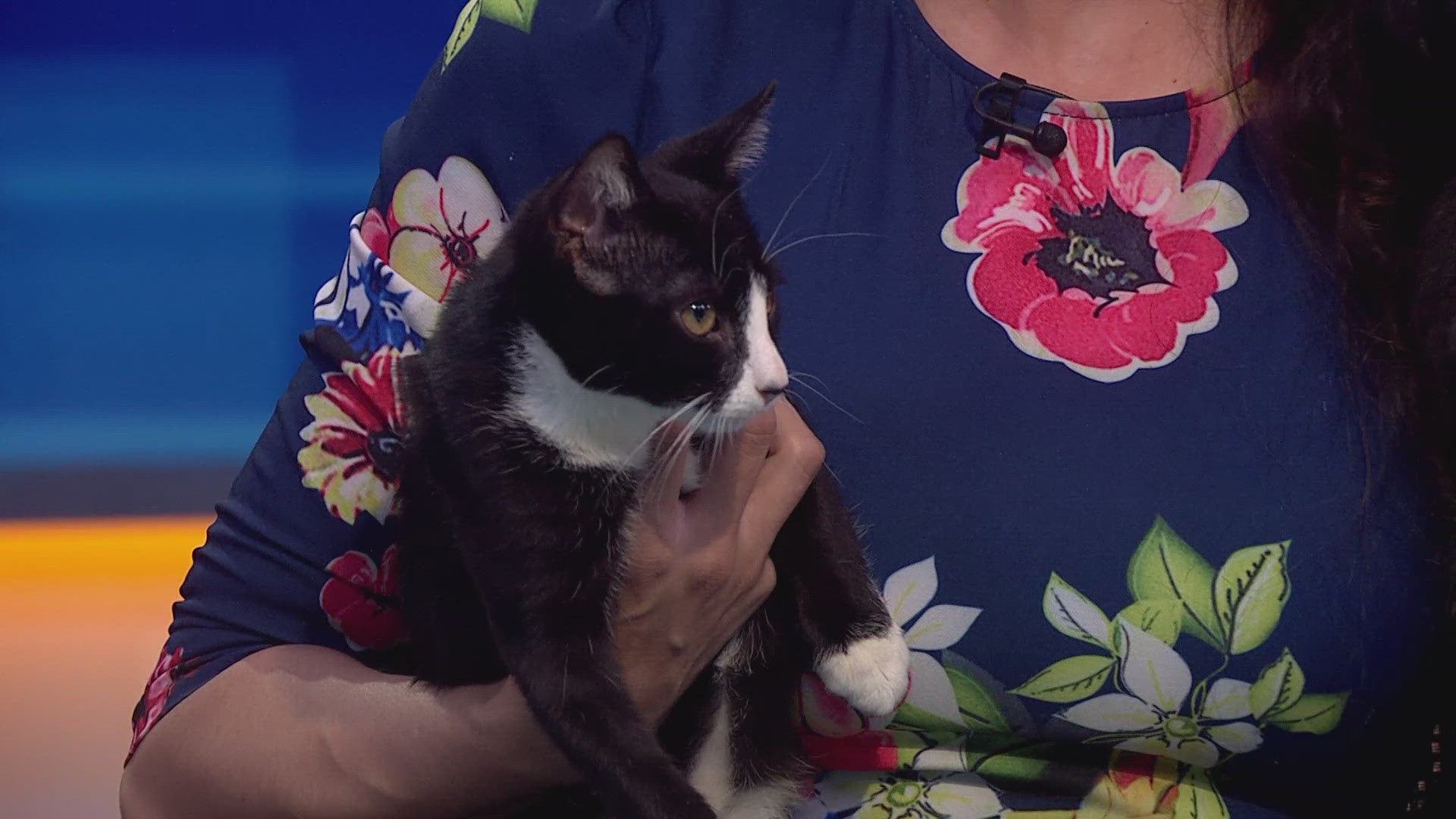 A fundraiser event featuring an appearance by Mariners star relief pitcher and 'cat dad' Andrés Muñoz is set for July 19 at Seattle Area Feline Rescue in Shoreline.