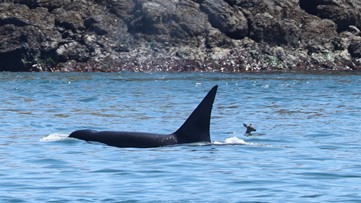 Deer swims past Bigg's orca in photo captured at Battleship Island