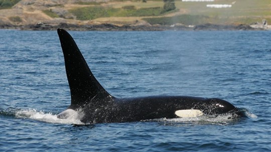 Southern Resident Orca Population Drops With 3 Deaths, 2 Births | King5.com