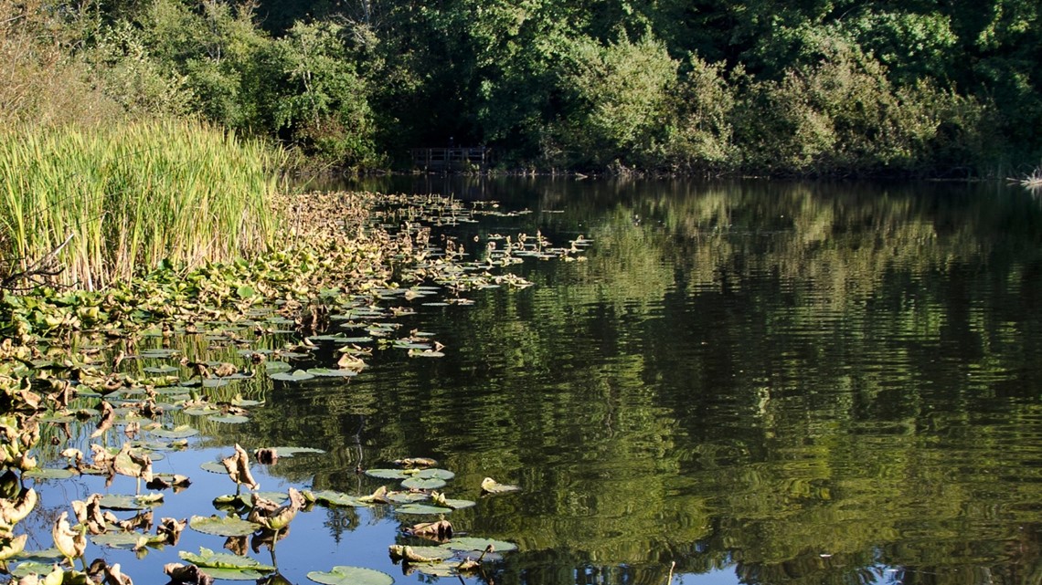 Lynnwood's Scriber Lake receives $2 million federal grant - Vimarsana News