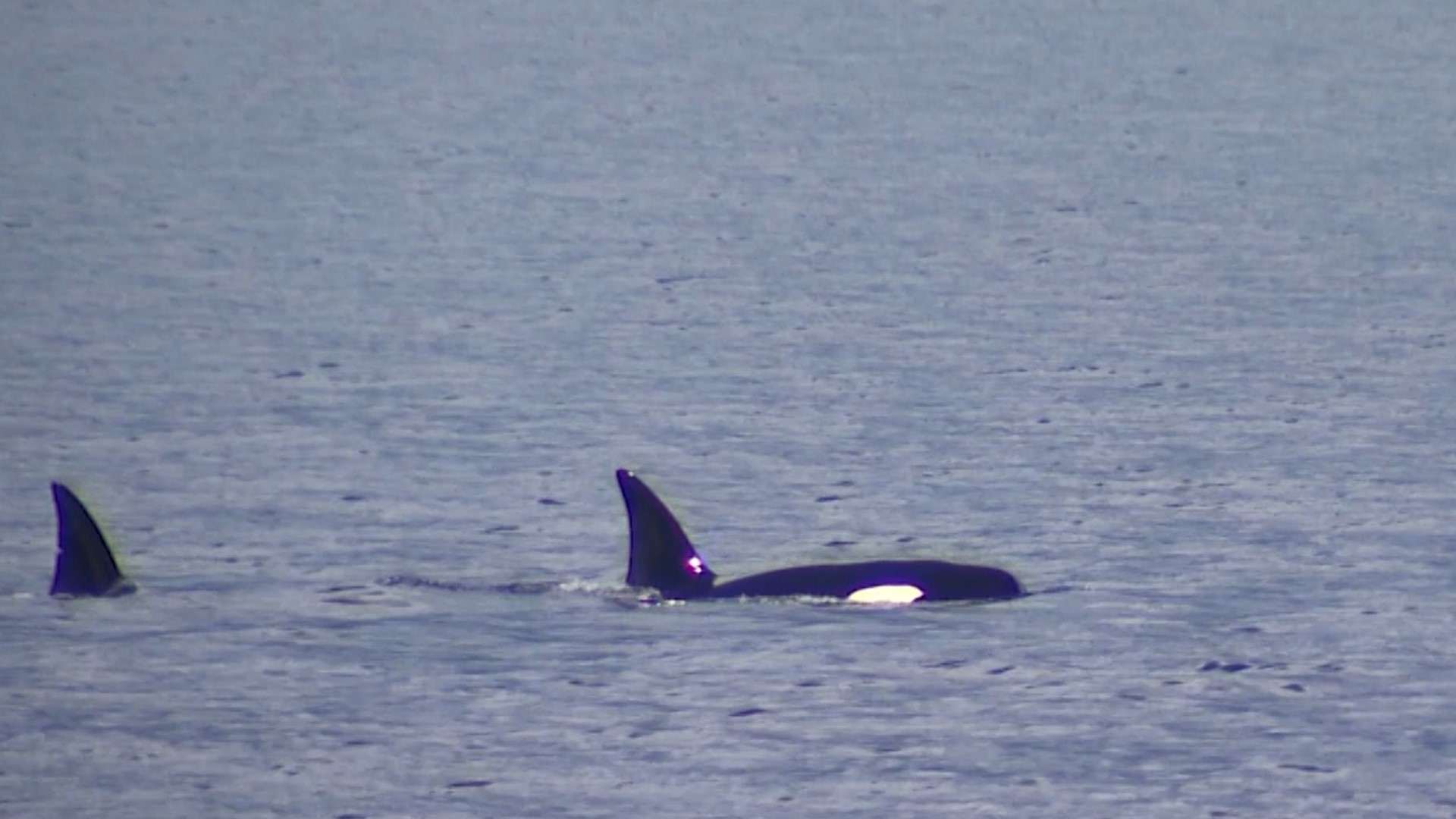 Watch as a family of killer whales splashes around the sound.