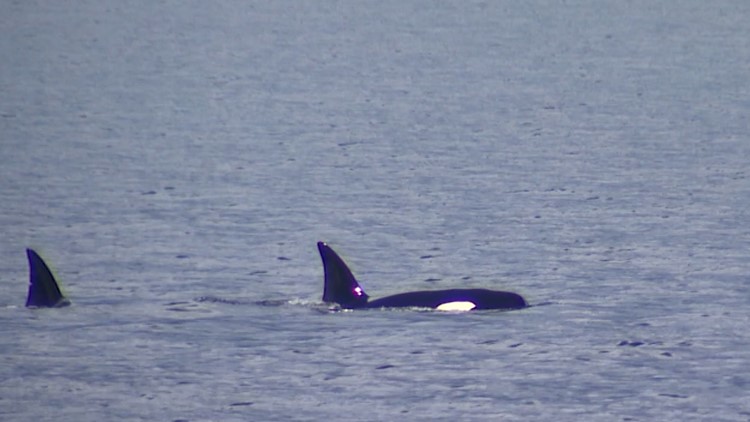 WATCH: Family of orcas play and fish in the sound