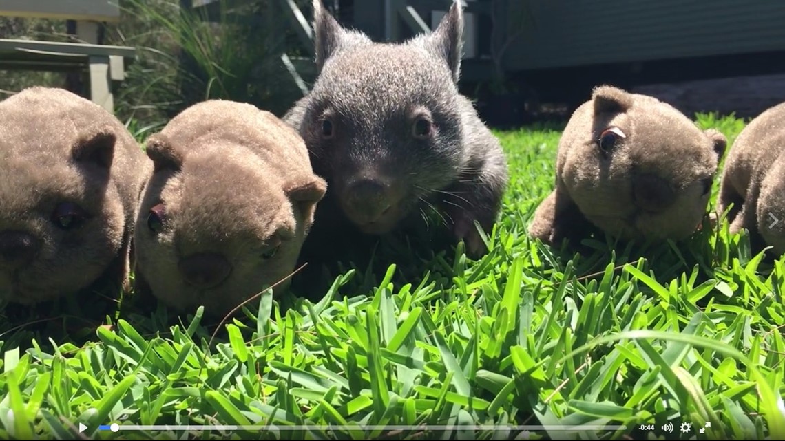 baby wombat