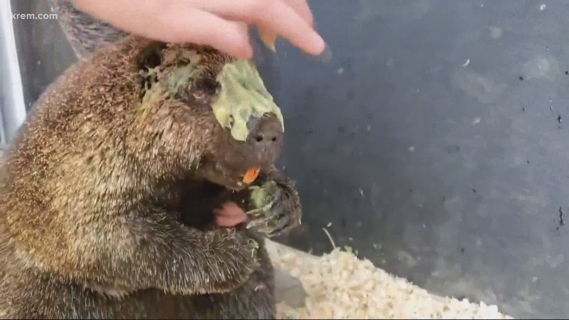 Hundreds of thousands of acres burned as Washington suffered from wildfires all across the state. Somehow, this one cutie was saved.