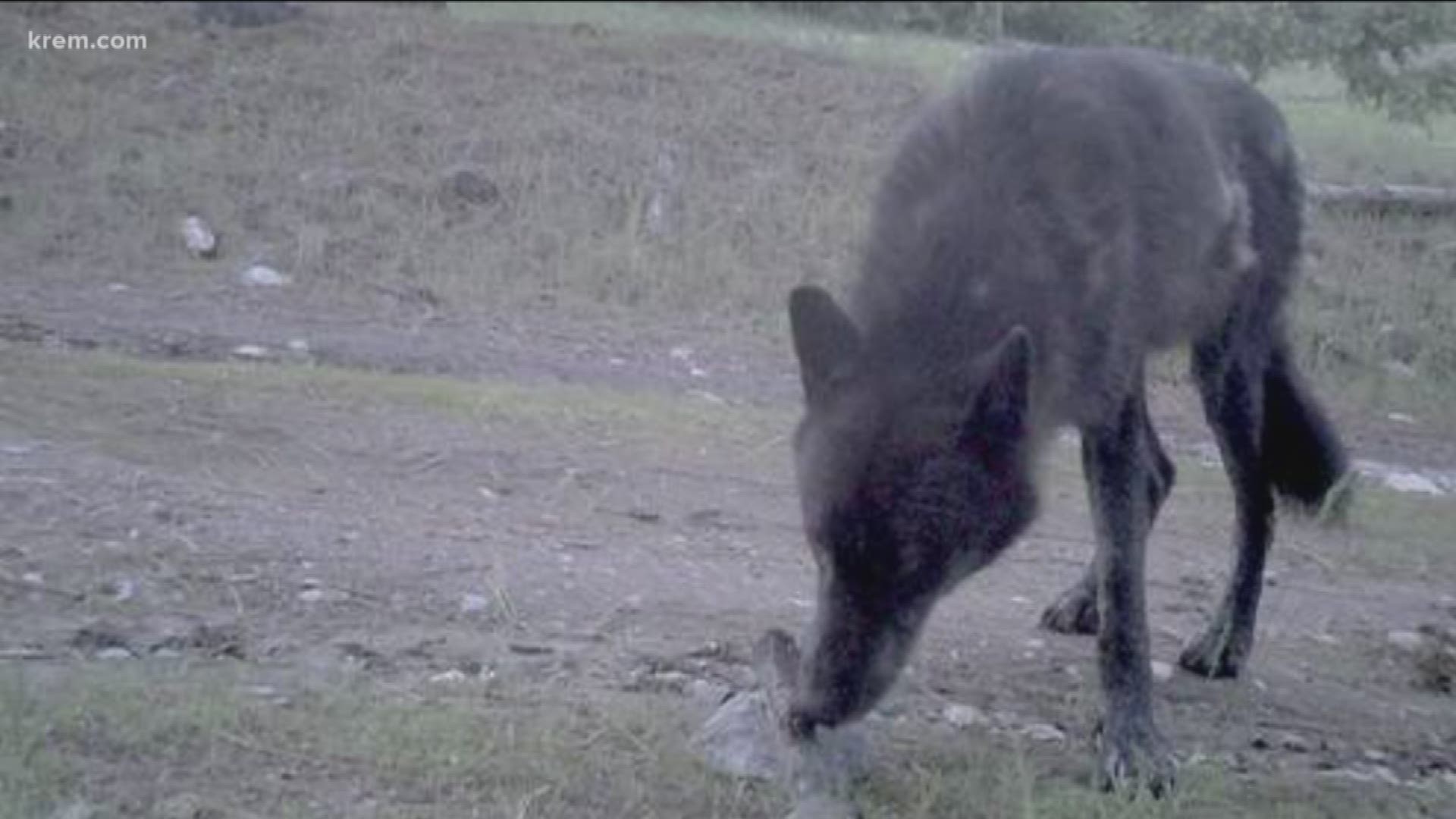 The Togo wolf pack has killed several livestock animals in eastern Washington.