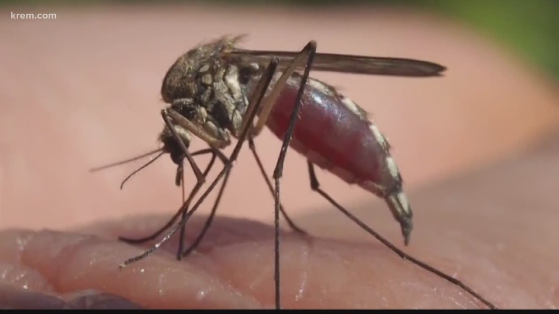 Protect yourself form mosquitoes and black flies