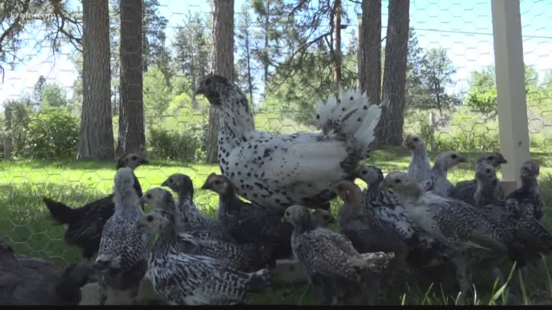 Local woman may have record-setting hen (6-27-18)