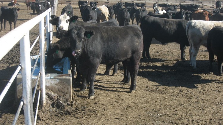 Eastern Washington rancher sentenced for 'ghost cattle' fraud