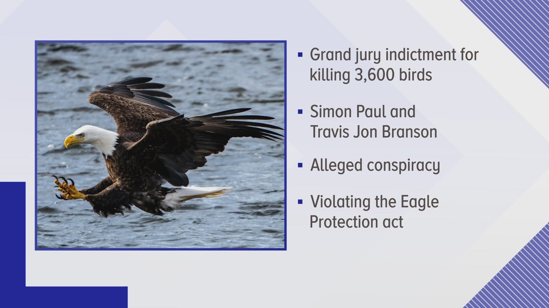 Mnay of the birds killed were federally protected eagles. Simon Paul and Travis John Branson allegedly sold them on the black market.