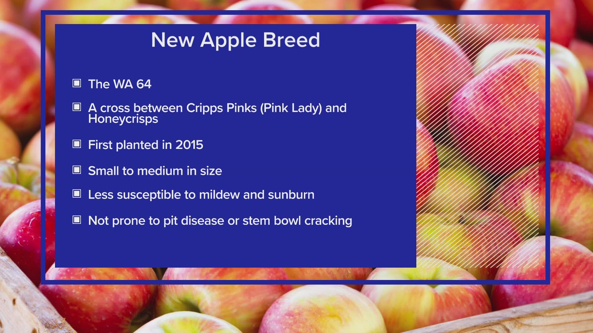 Washington State University is asking for help naming the new variety of apple which is described as "tart and sweet, firm, crisp, and juicy."