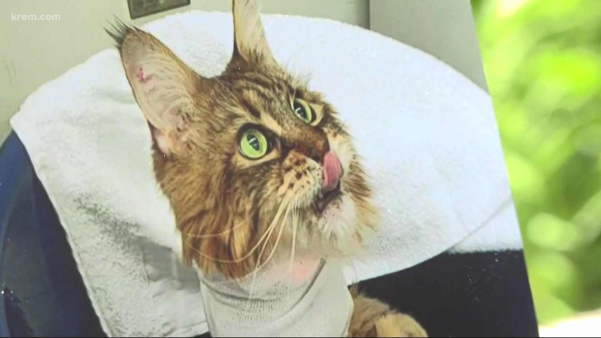 A Washington couple went as far as brain surgery to save their Maine Coon. Doctors at WSU performed the surgery for Honeybee.