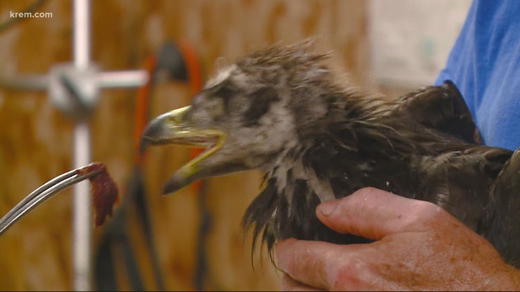 Baby bald eagle saved from dehydration by Idaho nonprofit amid heat wave