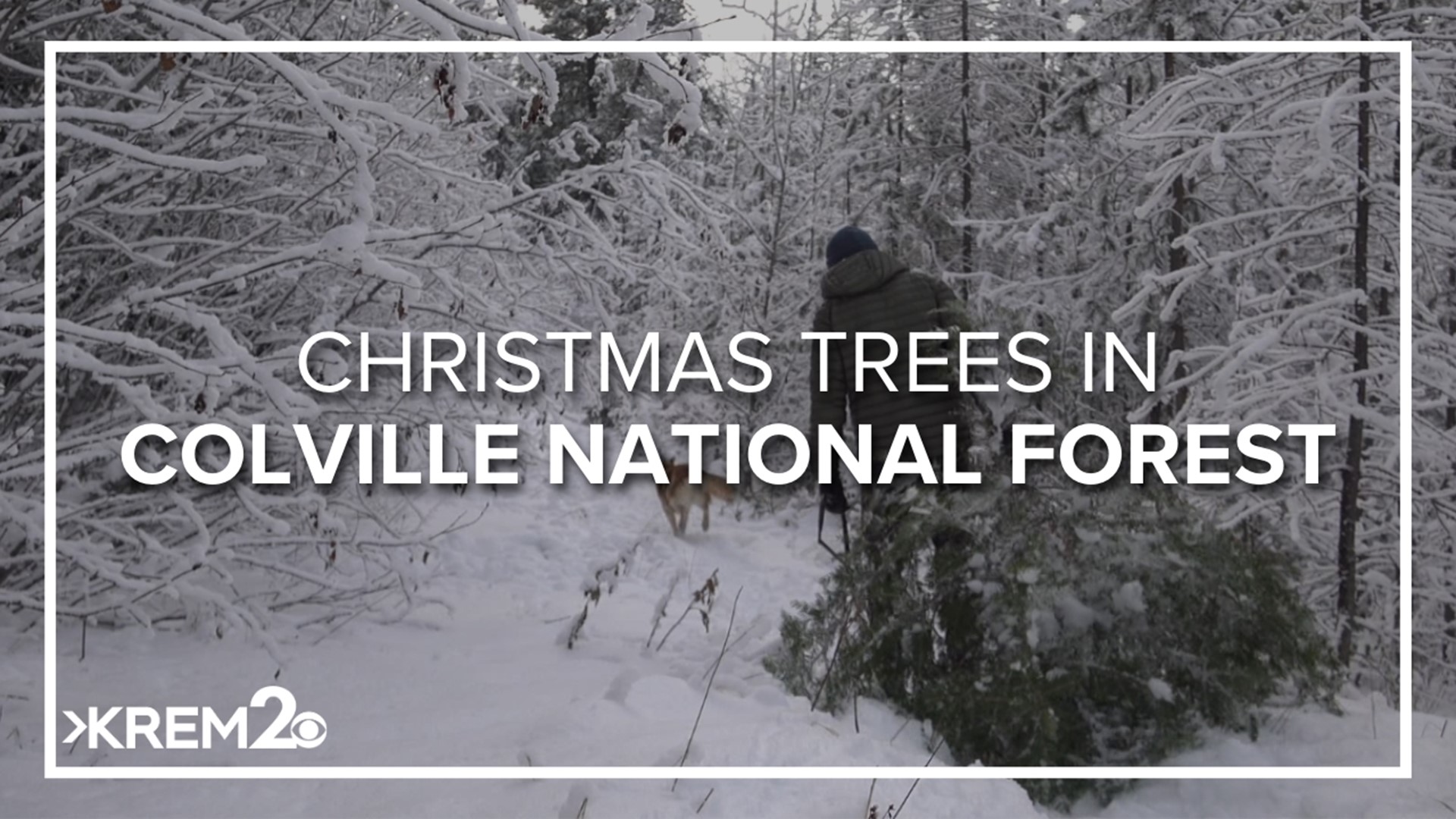 Permits are available to cut down your own Christmas tree. Jeremy LaGoo explains how getting out and cutting down the tree can help the forests.