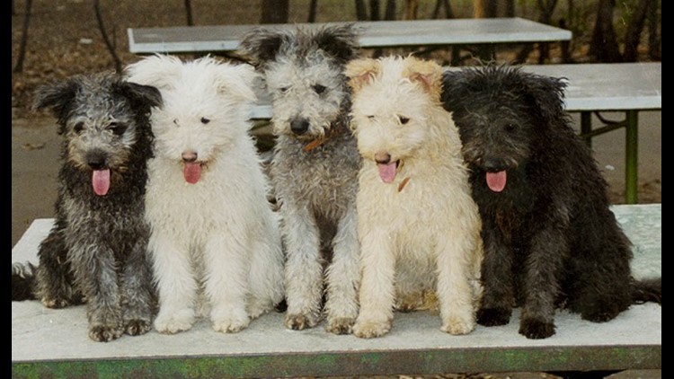 The American Kennel Club announces a new dog breed 