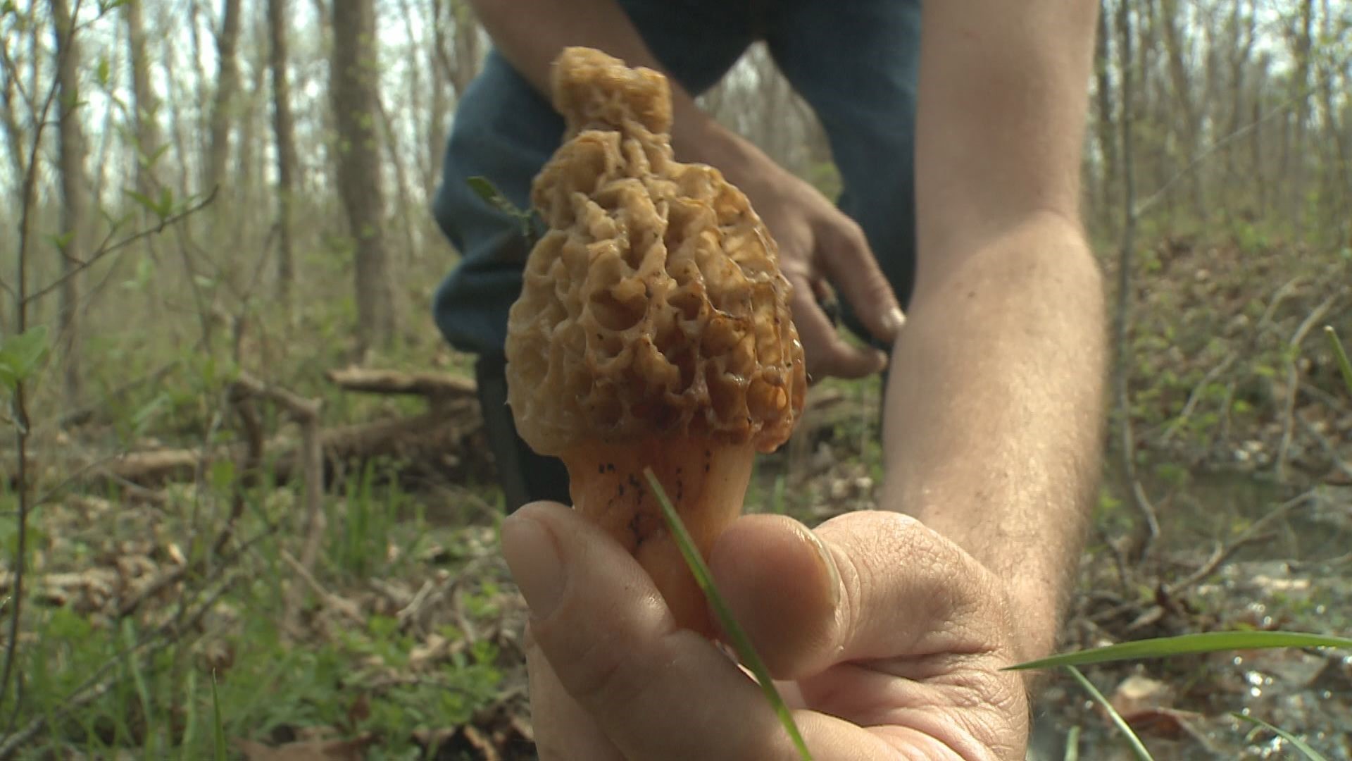 The hunt for morel mushrooms