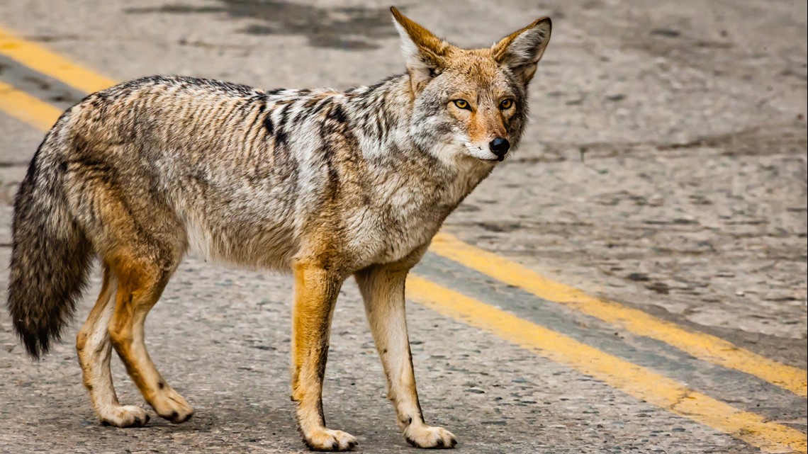 Keeping pets safe during coyote season 
