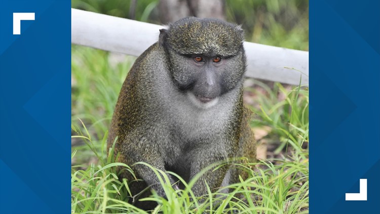 2 swamp monkeys leave habitat at Saint Louis Zoo after door is left unlocked