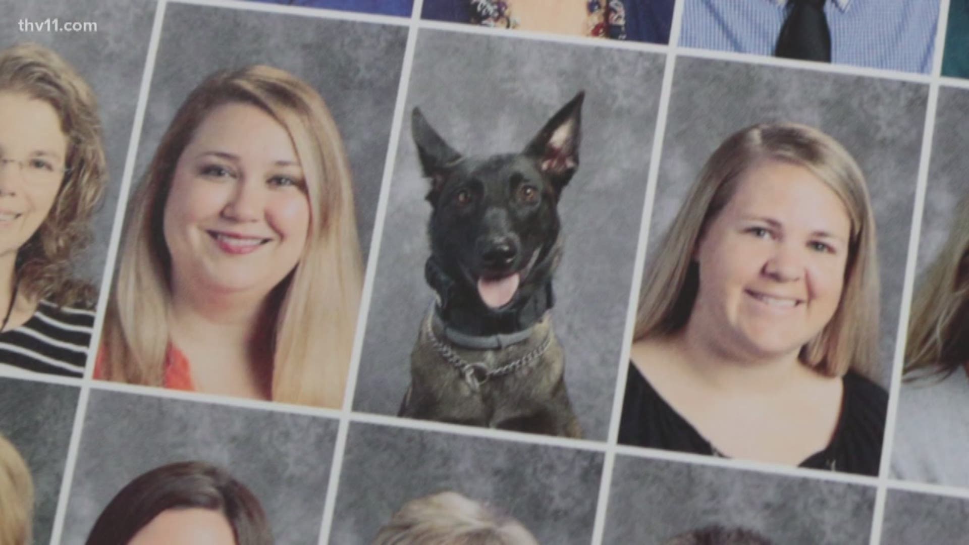 Bryant High School's yearbook features K-9 resource officer Maia.