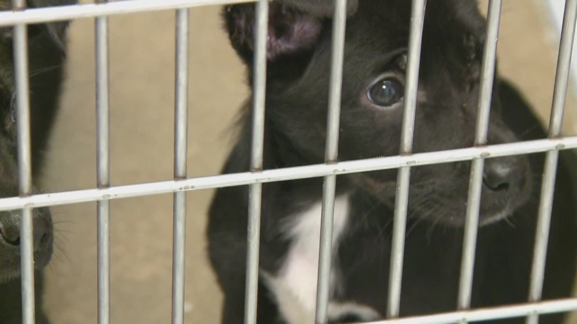 North Little Rock Animal Shelter at capacity, euthanization likely for